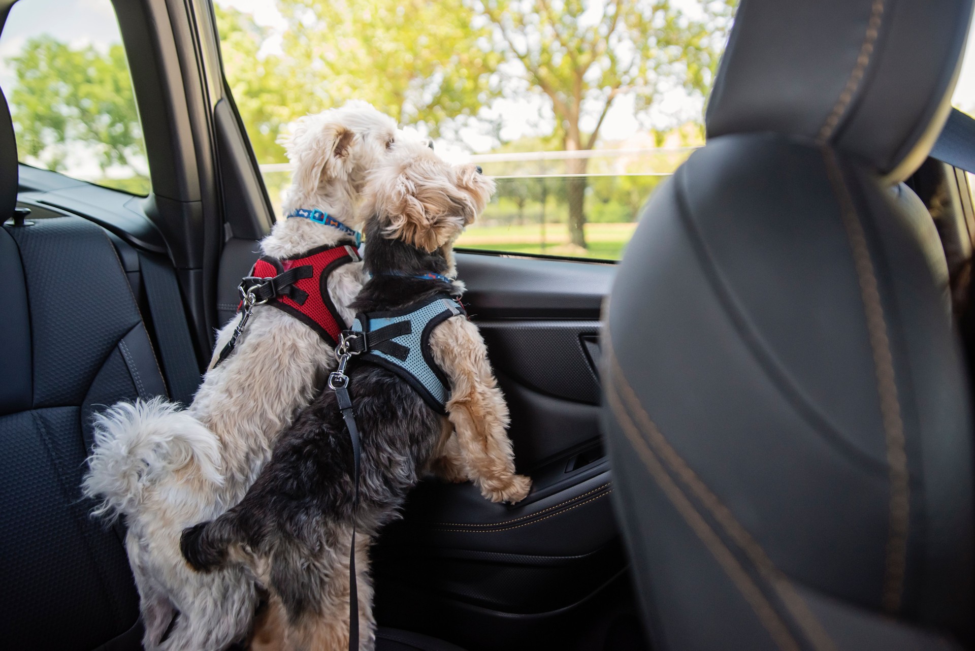 Two Morkies dogs looking through window on the backseat of a car.